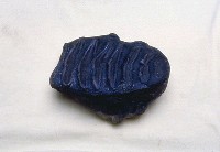 藏品(象化石)的圖片